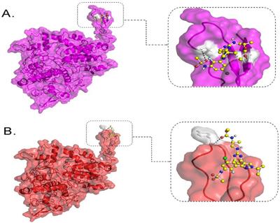 Exploring somatic mutations in BRAF, KRAS, and NRAS as therapeutic targets in Saudi colorectal cancer patients through massive parallel sequencing and variant classification